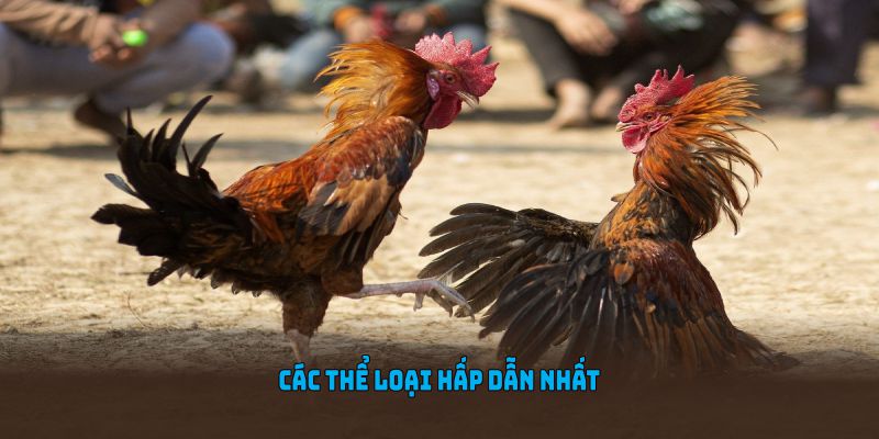 Các thể loại hấp dẫn nhất trong sảnh đá gà WW88 hiện nay