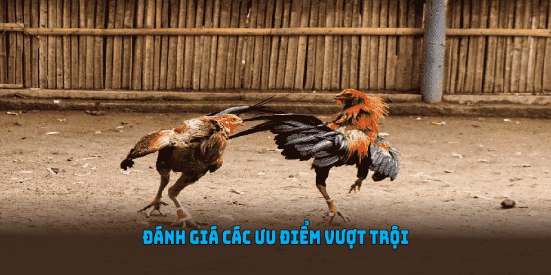 Đánh giá các ưu điểm vượt trội nhất trong sảnh đá gà WW88