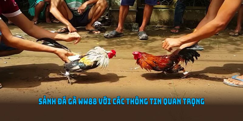 Sảnh đá gà WW88 với các thông tin quan trọng nhất